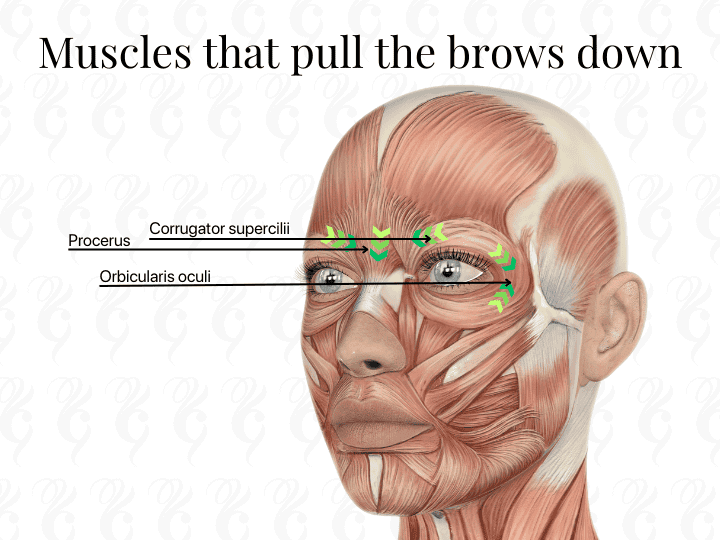 botox brow lift melbourne treating muscles that pull brow down