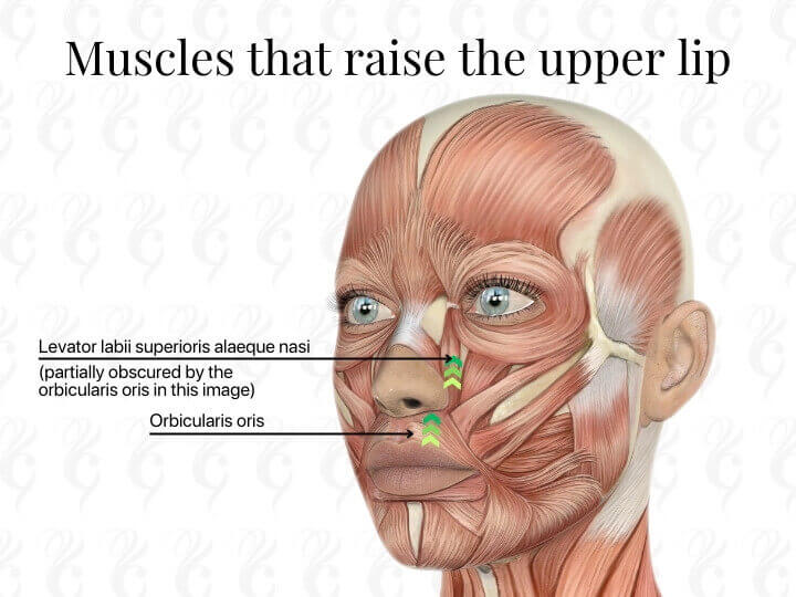 gummy smile botox muscles