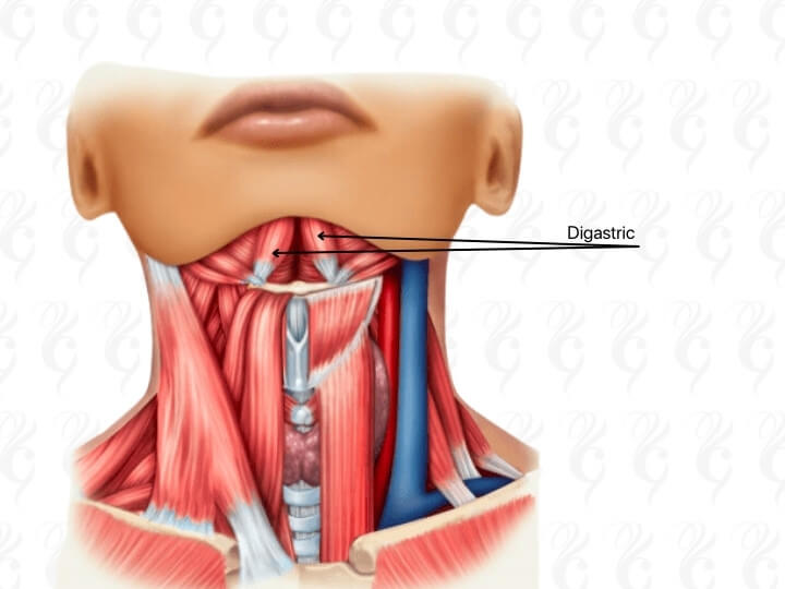 emface submental double chin treatment digastric muscles