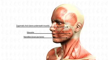 Is Your Jawline Slimming or Growing? Understanding Shifting Masseters