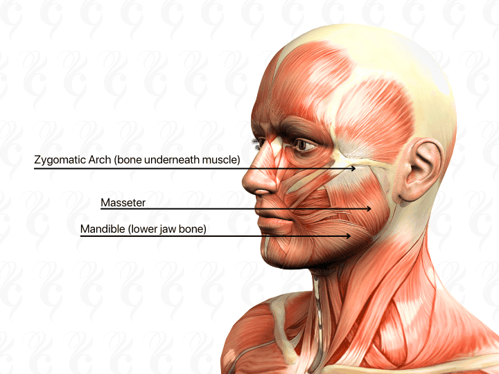 jawline slimming masseter muscle 