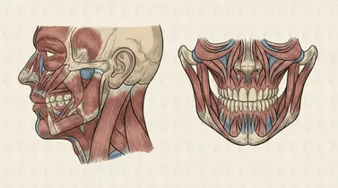 Wide Jawline: Causes and Treatment Options